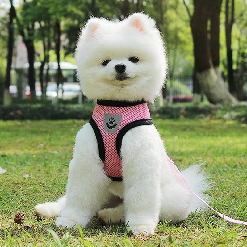 1 0 Cinturón de seguridad para mascotas en el coche Correa para mascotas. Múltiples colores y tamaños